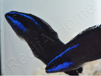 Pseudochromis springeri Elevage PROAQUATIX 3-5 cm