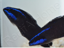 Pseudochromis springeri Elevage PROAQUATIX 3-5 cm