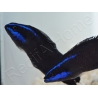 Pseudochromis springeri Elevage PROAQUATIX 3-5 cm