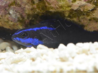 Pseudochromis springeri Elevage PROAQUATIX 3-5 cm