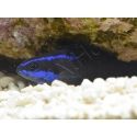 Pseudochromis springeri Elevage PROAQUATIX 3-5 cm