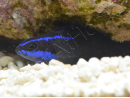 Pseudochromis springeri Elevage PROAQUATIX 3-5 cm