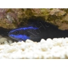 Pseudochromis springeri Elevage PROAQUATIX 3-5 cm