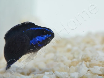 Pseudochromis springeri Elevage PROAQUATIX 3-5 cm