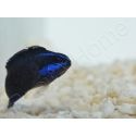 Pseudochromis springeri Elevage PROAQUATIX 3-5 cm