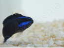 Pseudochromis springeri Elevage PROAQUATIX 3-5 cm