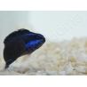 Pseudochromis springeri Elevage PROAQUATIX 3-5 cm
