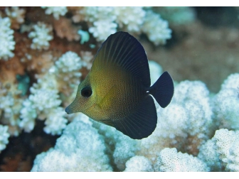 Zebrasoma scopas 4-6 cm