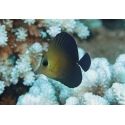 Zebrasoma scopas 4-6 cm