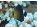 Zebrasoma scopas 4-6 cm