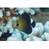 Zebrasoma scopas 4-6 cm