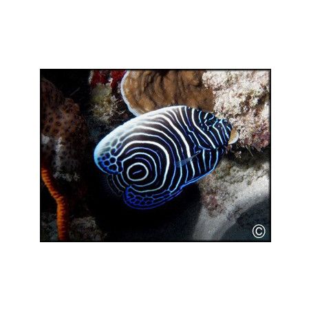 Pomacanthus imperator juvénile