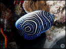Pomacanthus imperator juvénile