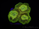 WYSIWYG Favia Toxic UFO 12J1