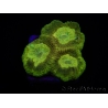 WYSIWYG Favia Toxic UFO 12J1