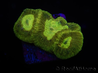WYSIWYG Favia Toxic UFO 12J3
