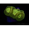 WYSIWYG Favia Toxic UFO 12J3