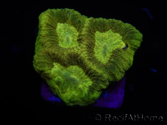 WYSIWYG Favia Toxic UFO 12J4