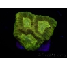 WYSIWYG Favia Toxic UFO 12J4
