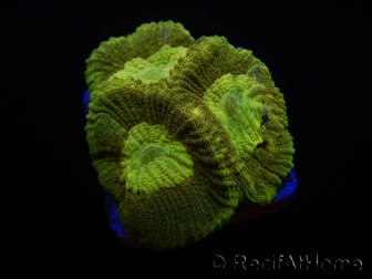 WYSIWYG Favia Toxic UFO 12J6