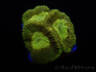 WYSIWYG Favia Toxic UFO 12J6