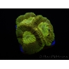 WYSIWYG Favia Toxic UFO 12J6