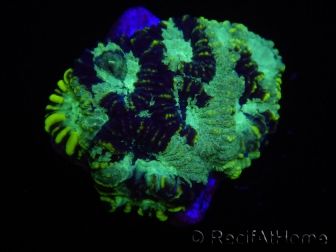 WYSIWYG Favia Yellow Streak 12S4