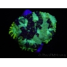 WYSIWYG Favia Yellow Streak 12S4