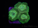 WYSIWYG Favia Toxic UFO 12J1