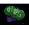 WYSIWYG Favia Toxic UFO 12J3