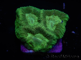 WYSIWYG Favia Toxic UFO 12J4