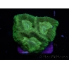 WYSIWYG Favia Toxic UFO 12J4