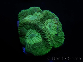 WYSIWYG Favia Toxic UFO 12J6