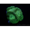 WYSIWYG Favia Toxic UFO 12J6