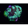 WYSIWYG Favia Yellow Streak 12S4