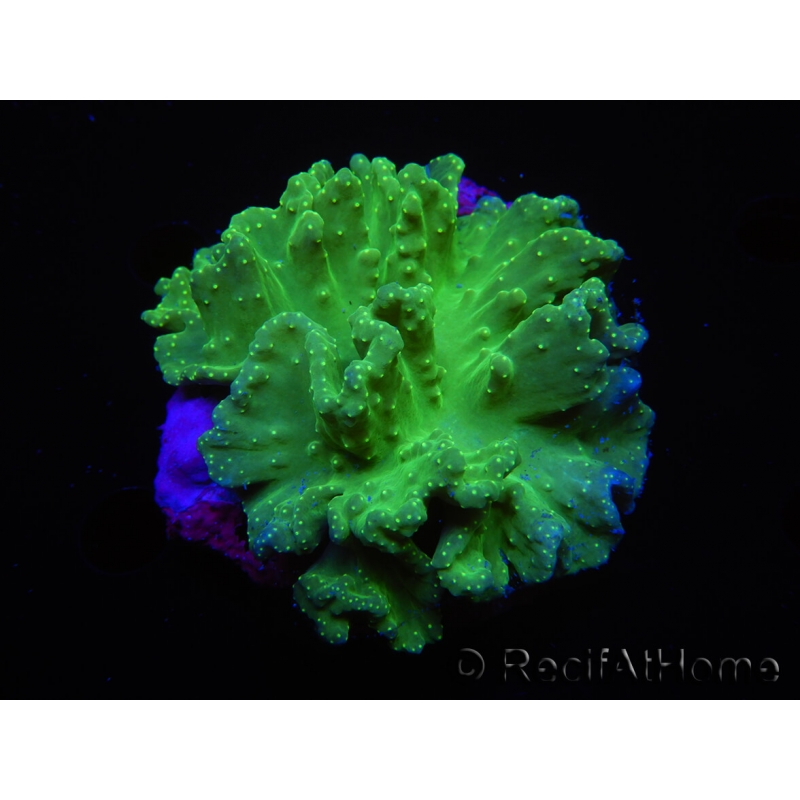 AquaScape colle coraux D&D gris - VPC RecifAtHome