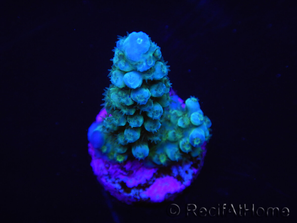 WYSIWYG Acropora abrolhosensis 5F4
