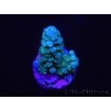 WYSIWYG Acropora abrolhosensis 5F4