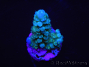 WYSIWYG Acropora abrolhosensis 5F4