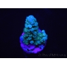 WYSIWYG Acropora abrolhosensis 5F4