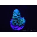 WYSIWYG Acropora abrolhosensis 5F4