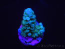 WYSIWYG Acropora abrolhosensis 5F4