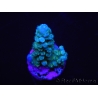 WYSIWYG Acropora abrolhosensis 5F4