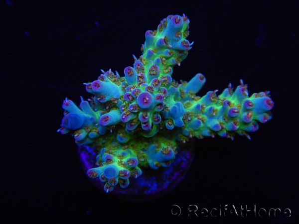 WYSIWYG RAH Acropora Na'vi 5M2