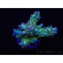 WYSIWYG RAH Acropora Na'vi 5M2
