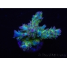 WYSIWYG RAH Acropora Na'vi 5M2