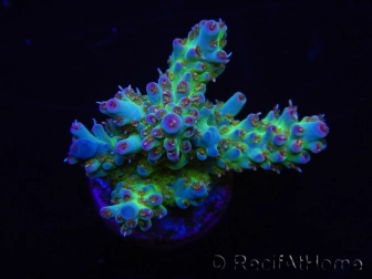 WYSIWYG RAH Acropora Na'vi 5M2