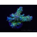 WYSIWYG RAH Acropora Na'vi 5M2