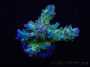 WYSIWYG RAH Acropora Na'vi 5M2