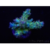 WYSIWYG RAH Acropora Na'vi 5M2